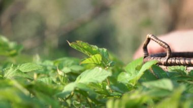 İlkbaharda yetişen taze, genç toprak yaşlıları veya gutweed bitkisi, arka plandaki otları bir elle topluyor.