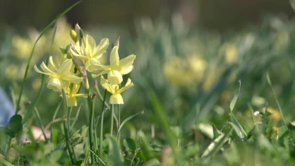 Closeup Yellow Daffodils Outdoors Sunny Spring Morning Person Walking Barefoot — Stock Video