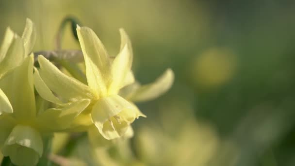 Fechar Uma Flor Narciso Amarelo Tremores Primavera Vento Com Espaço — Vídeo de Stock