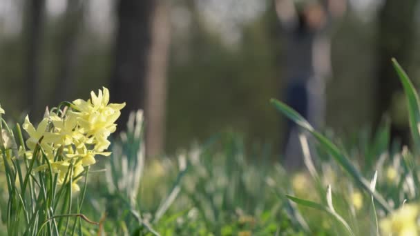 Closeup Yellow Daffodils Nature Spring Person Practising Yoga Background Slow — Stock Video