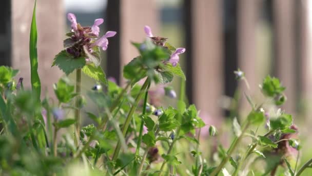 Ortiga Muerta Púrpura Floreciente Hierba Medicinal Temblando Viento Primavera Cerca — Vídeo de stock