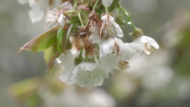 Flores Cerezo Moviéndose Viento Bajo Lluvia Primavera — Vídeo de stock