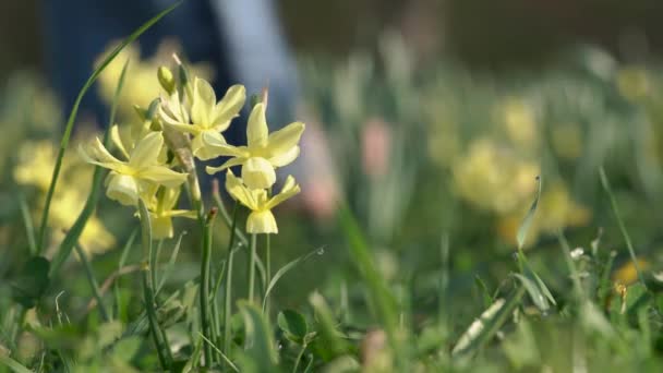 Daffodil Flores Crescendo Livre Primavera Com Uma Pessoa Andando Descalça — Vídeo de Stock