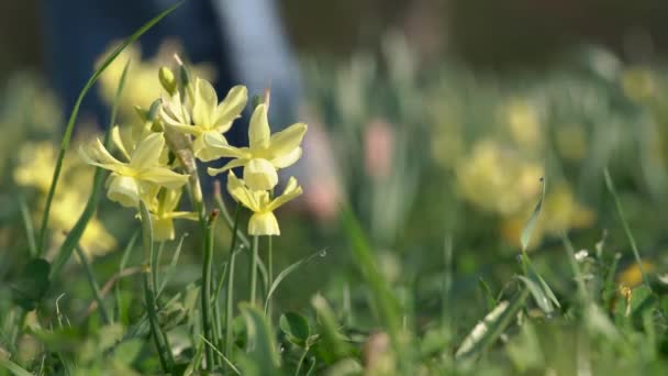 Daffodil Flowers Growing Outdoors Spring Person Walking Barefoot Background — 비디오