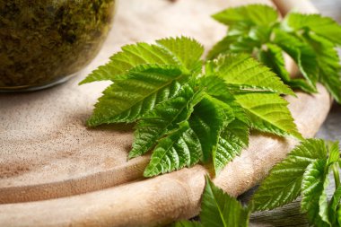 Arka planda bir kavanoz ev yapımı pesto ile taze, genç toprak yaşlısı veya gutweed yaprakları. Vahşi, yenilebilir bitki..