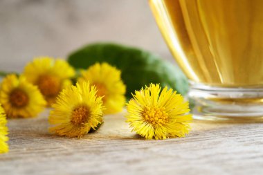 Close up of fresh coltsfoot flowers with a cup of Tussilago tea in the background