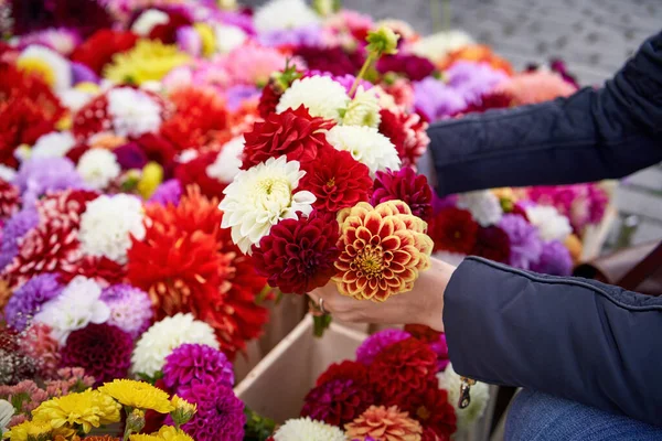 Hænder Kvinde Der Vælger Farverige Dahlia Blomster Landmændenes Marked Det - Stock-foto