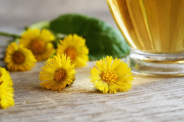 Closeup Fresh Tussilago Plant Flowers Spring Cup Coltsfoot Tea Background — Fotografia de Stock