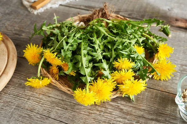 Löwenzahnblüten Mit Blättern Und Wurzeln Korb Zutat Für Kräutermedizin — Stockfoto