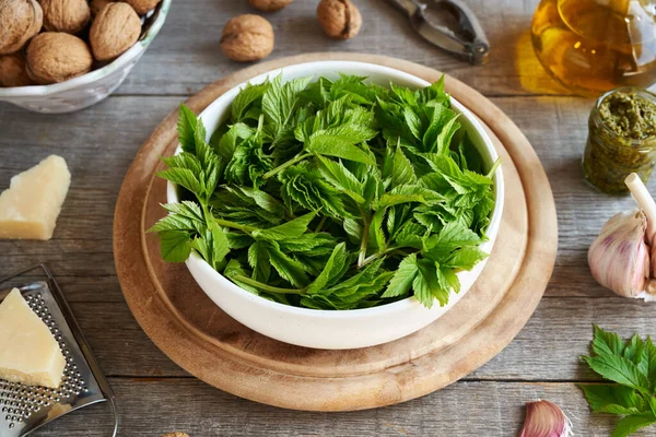 Genç toprak ağası yaprakları bahar aylarında toplanır. Ev yapımı pesto için malzemeler.