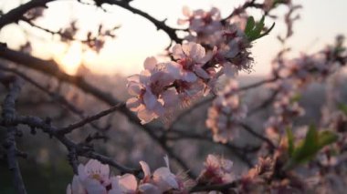 Fresh pink almond tree blossoms in spring, slow motion