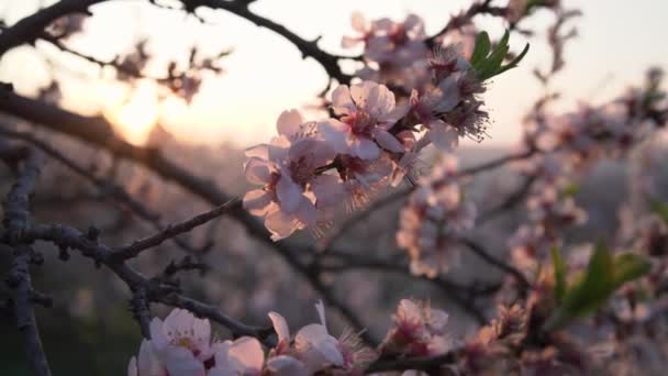 Fresh Pink Almond Tree Blossoms Spring Slow Motion — Stock video