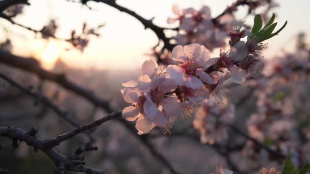 Close Pink Blooming Almond Tree Branches Spring — Stockvideo