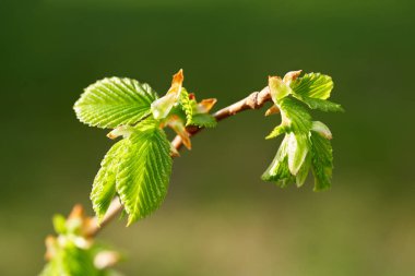İlkbaharda yeşil yapraklı ağaç dalları yakın.