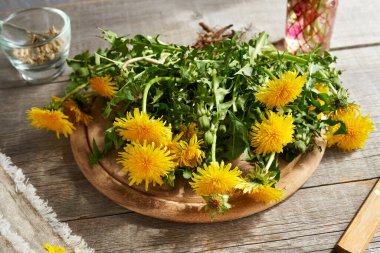 Dandelion flowers with roots on a table - herbal medicine
