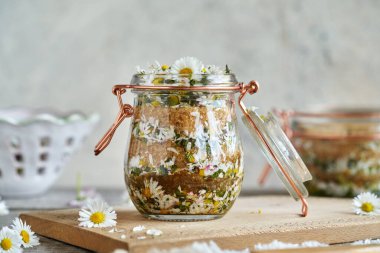 Taze papatya çiçekleri ve şekerle dolu bir kavanoz - bitkisel şurup hazırlama