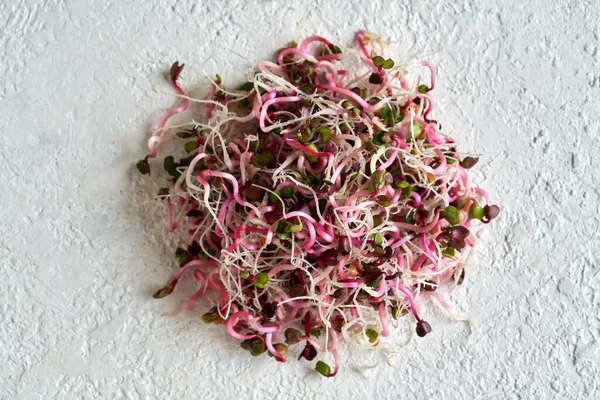 Fresh Pink Radish Sprouts White Spoon Top View - Stock-foto