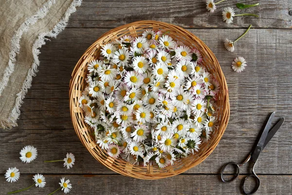 Common Daisy Flowers Collected Spring Prepare Homemade Herbal Syrup - Stock-foto