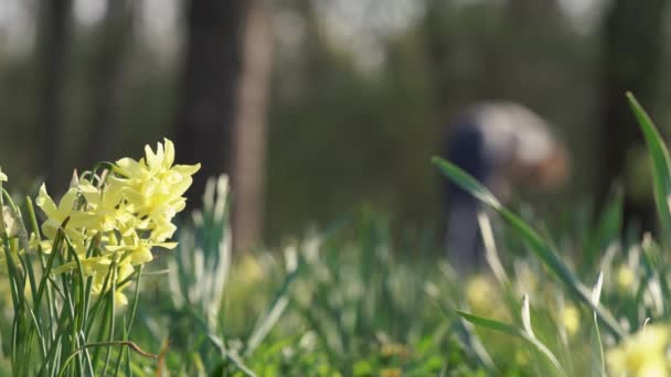 Жовті Нарциси Парку Навесні Людиною Займається Задньому Плані Повільний Рух — стокове відео