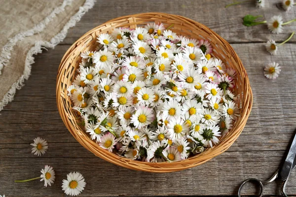 Common Daisy Flowers Collected Spring Wicker Basket - Stock-foto