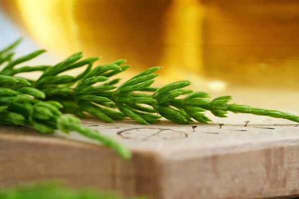 Fresh Horsetail Plant Cup Herbal Tea Background — Fotografia de Stock