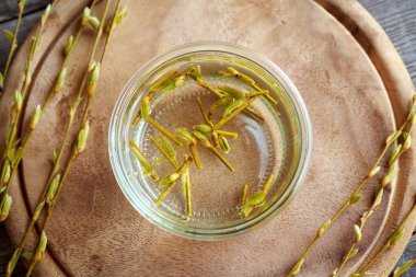 Young willow branches with buds collected in spring with alcohol in a jar - preparation of herbal tincture