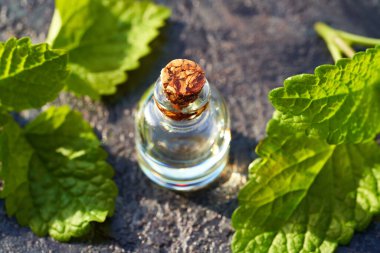 Şeffaf bir şişe aromaterapi taze Melissa yapraklı gerekli yağ.