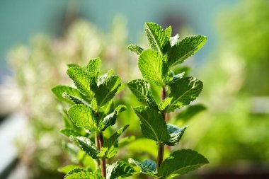 Sunligt 'te açık havada yetişen taze naneli bitki.