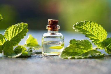 A bottle of aromatherapy essential oil with fresh melissa leaves on a table