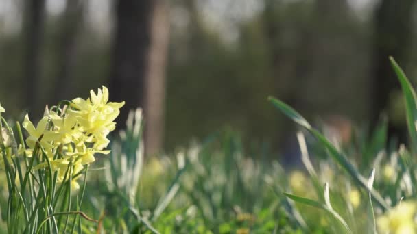 Close Yellow Daffodil Flowers Nature Blurred Woman Practising Yoga Background — Videoclip de stoc