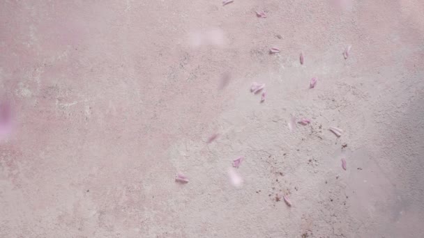 Pink Kwanzan Cherry Blossom Petals Falling Pastel Background Slow Motion — стоковое видео
