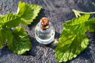 Gri arka planda taze Melissa bitkisi olan bir şişe gerekli yağ.