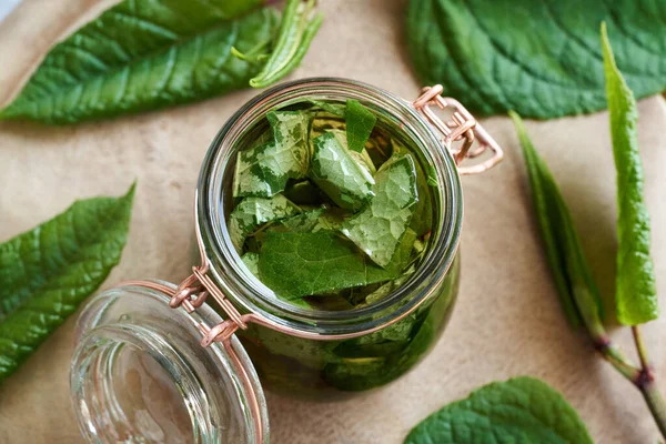Glass Jar Filled Japanese Knotweed Leaves Alcohol Prepare Homemade Herbal — Stock fotografie