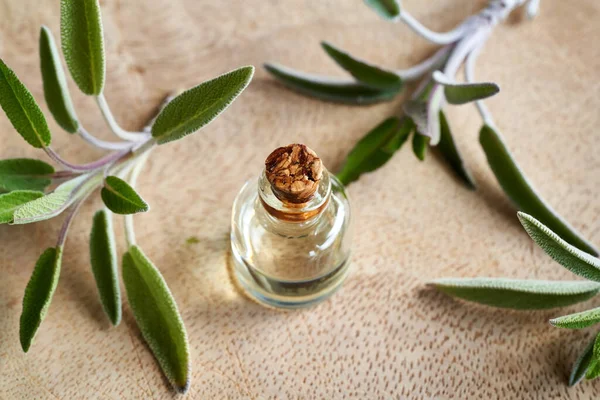 Bir şişe aromaterapi taze adaçayı ile gerekli yağ. 