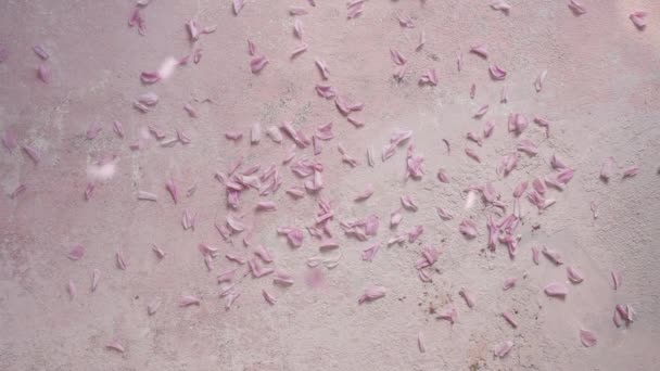 Розовый Канзана Вишневые Лепестки Цветов Падает Яркий Фон Замедленная Съемка — стоковое видео