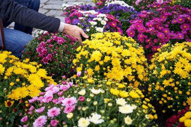 Çiftçi pazarında sonbaharın başlarında kasımpatı çiçeği alan kişi.