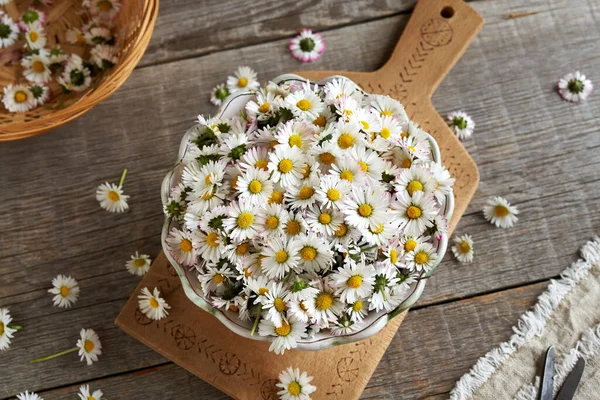 Friske Almindelige Daisy Blomster Indsamlet Foråret Skål Vilde Spiselige Plante - Stock-foto