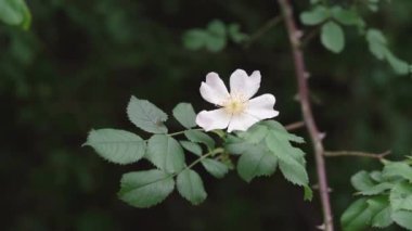 Açık havada yetişen taze köpek gülü.