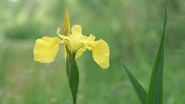 Vahşi Sarı Iris Çiçeği Rüzgarda Hareket Ediyor — Stok video