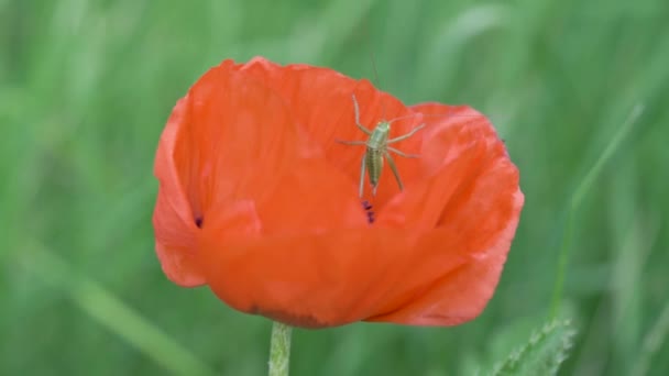 Grasshopper Sentado Uma Flor Papoula Campo Vermelho — Vídeo de Stock