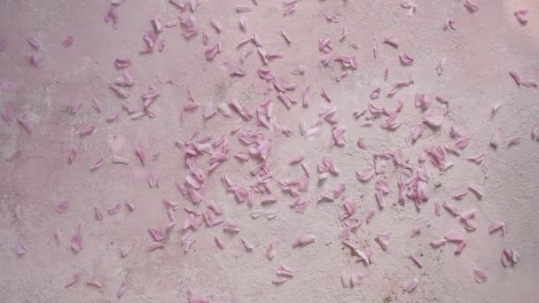 黄山桜の花びらがピンクの背景に落ち スローモーション — ストック動画