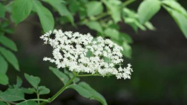 Beyaz Avrupalı yaşlılar ya da Sambucus Nigra çiçekleri rüzgarda hareket ediyor