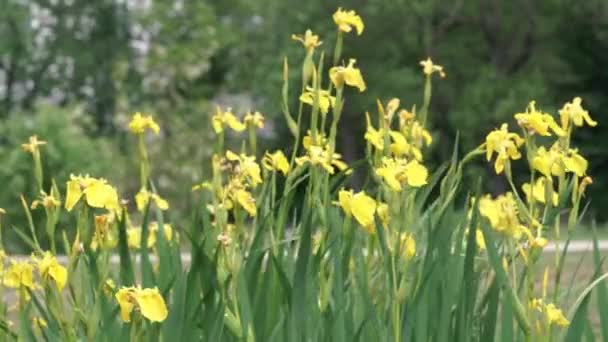 Wilde Gele Irisbloemen Zwaaiend Wind Natuur — Stockvideo