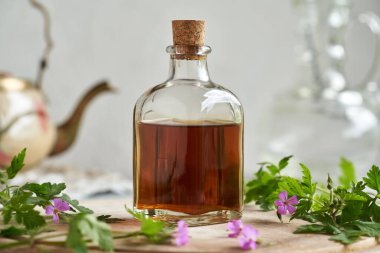 Bir şişe şeffaf bitkisel tentürle taze bitki-Robert ya da Geranium robertianum bitkisi.