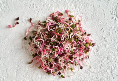 Beyaz arka planda taze turp filizleri, kapatın.