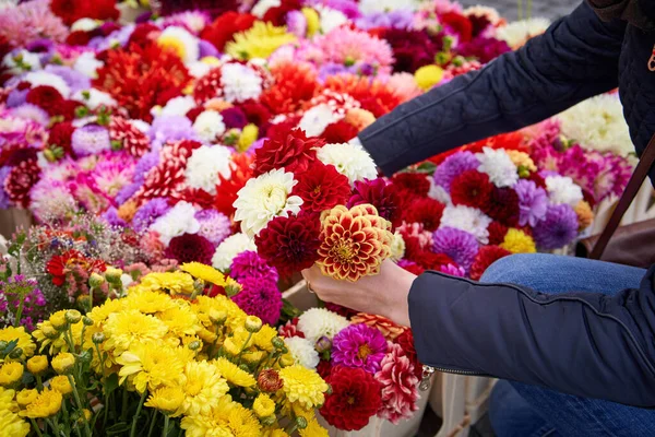 Kvinde Shopping Blomster Markedet Landmænd Efteråret - Stock-foto