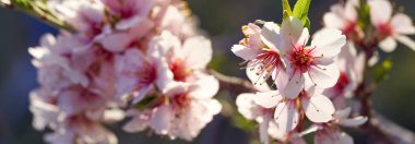 Bahar bayrağı ya da başlık Sabah güneşinde taze açan pembe badem ağacı dallarıyla