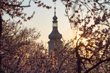 Bahar mevsiminde çiçek açan pembe badem ağaçları ve arka planda bir kilise kulesi.