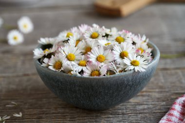 Tabaktaki taze papatya çiçekleri. Bitkisel ilaçlar..