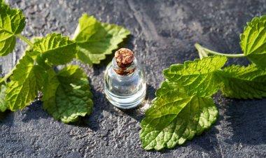 Melissa 'nın taze bitkisiyle birlikte bir şişe gerekli yağ.